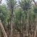 串钱柳/红钱层10～15公分基地直销规格齐全欢迎来电