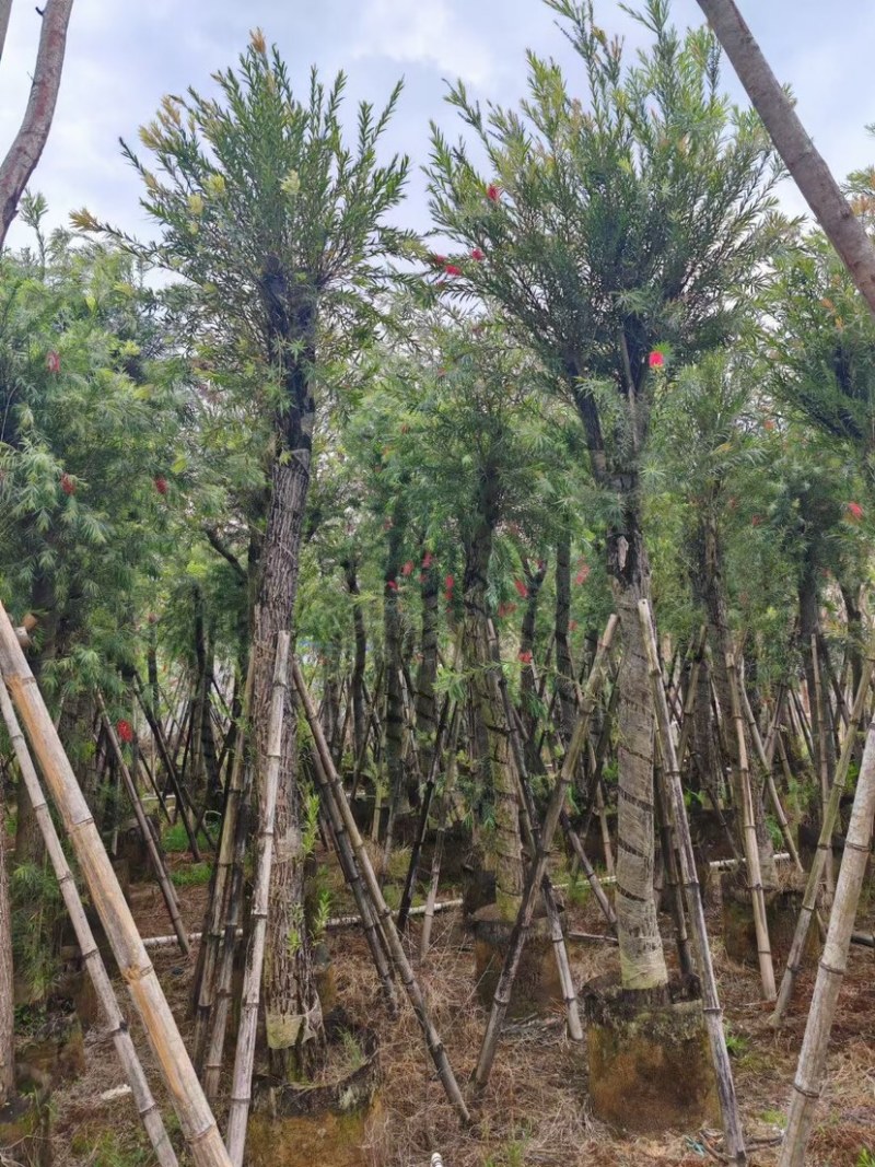 串钱柳/红钱层10～15公分基地直销规格齐全欢迎来电