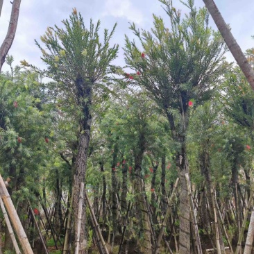 串钱柳/红钱层10～15公分基地直销规格齐全欢迎来电