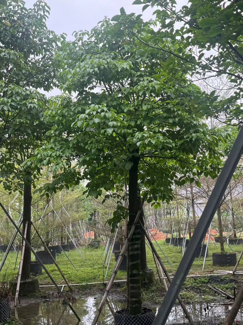 养冠重阳木10～15公分基地直销规格齐全欢迎老板来电
