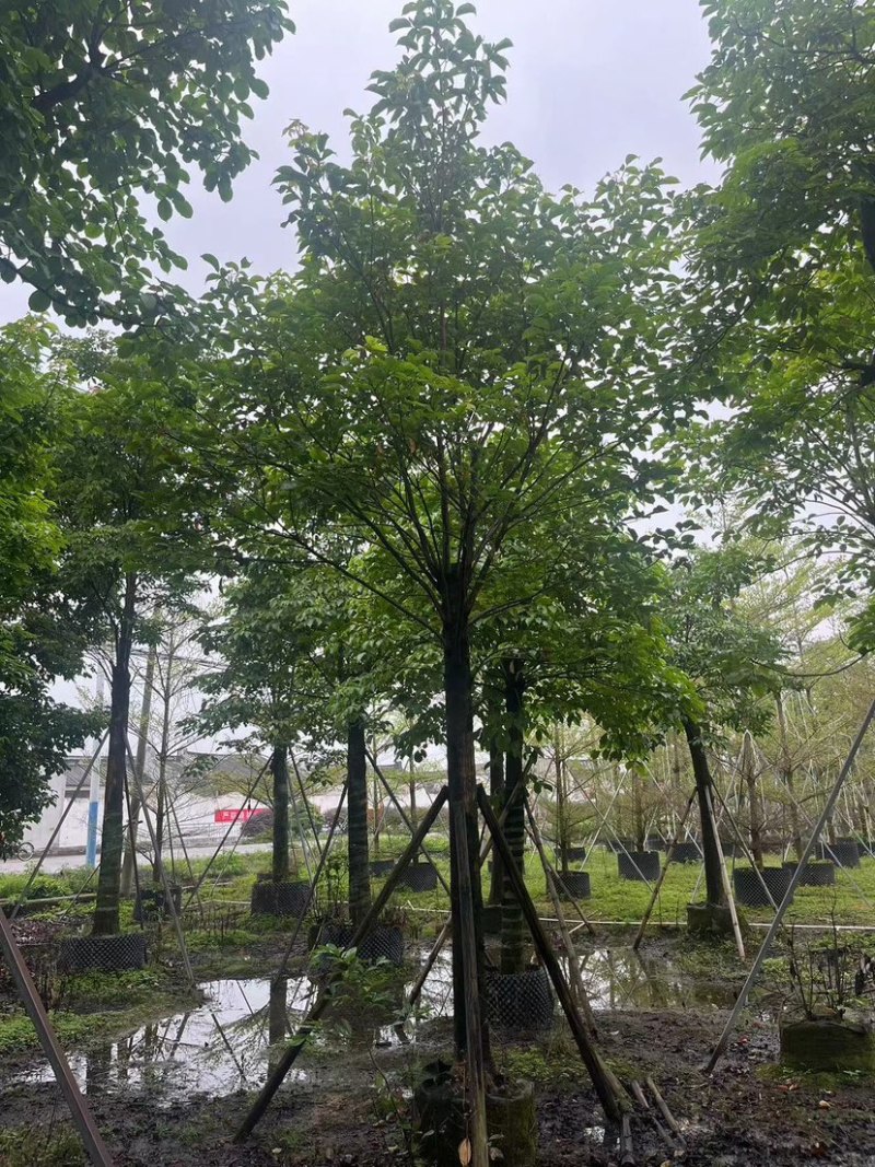 养冠重阳木10～15公分基地直销规格齐全欢迎老板来电