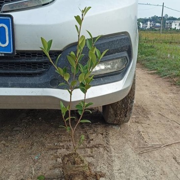 油茶苗嫁接良种茶籽树苗