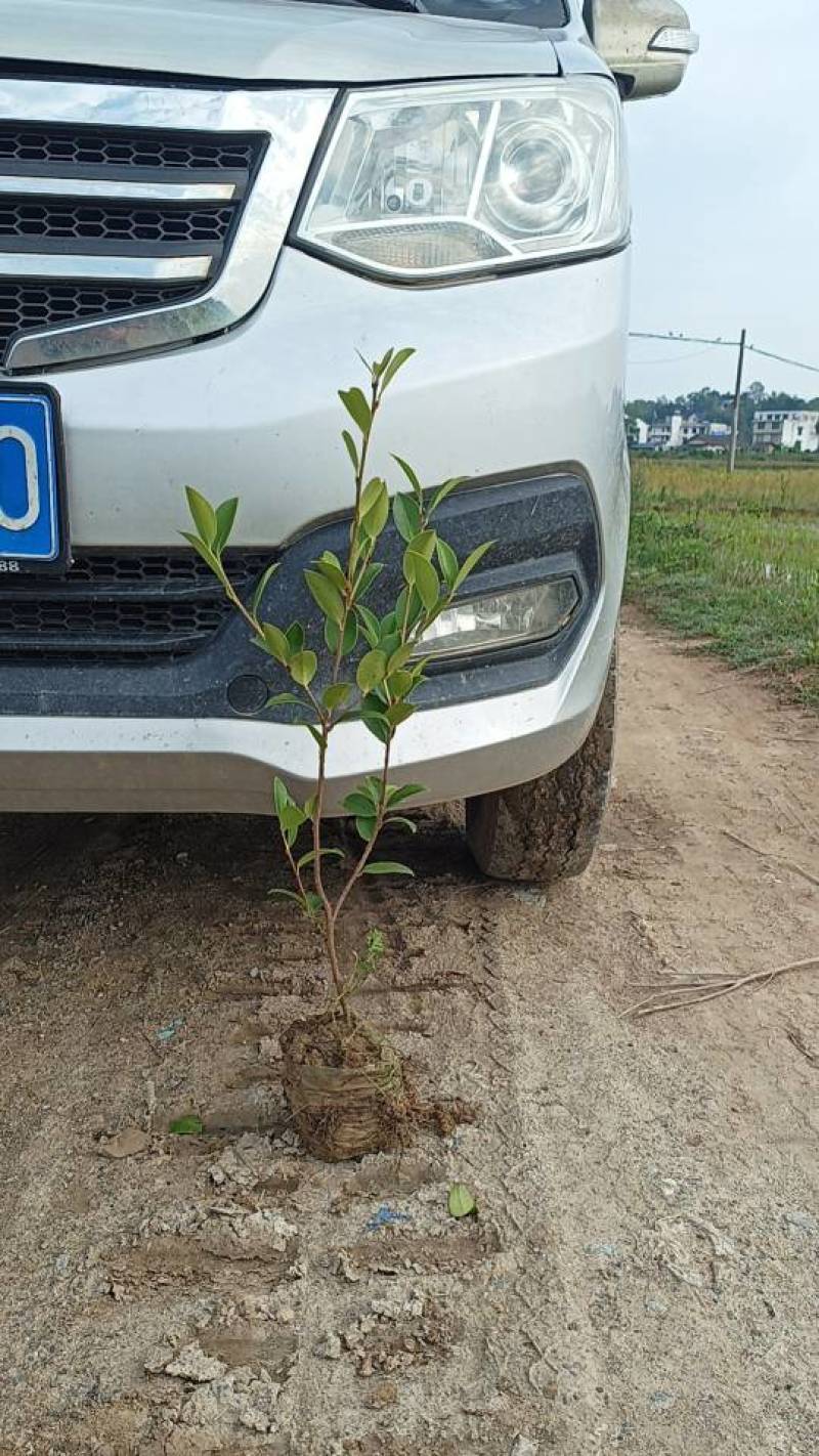 油茶苗嫁接良种茶籽树苗