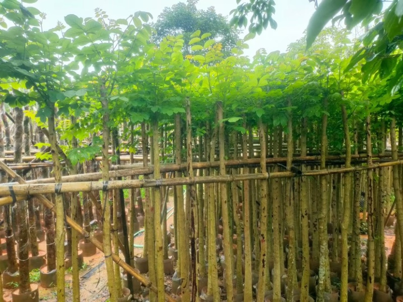 火焰木5～8公分基地直销规格规格齐全欢迎老板来电咨询