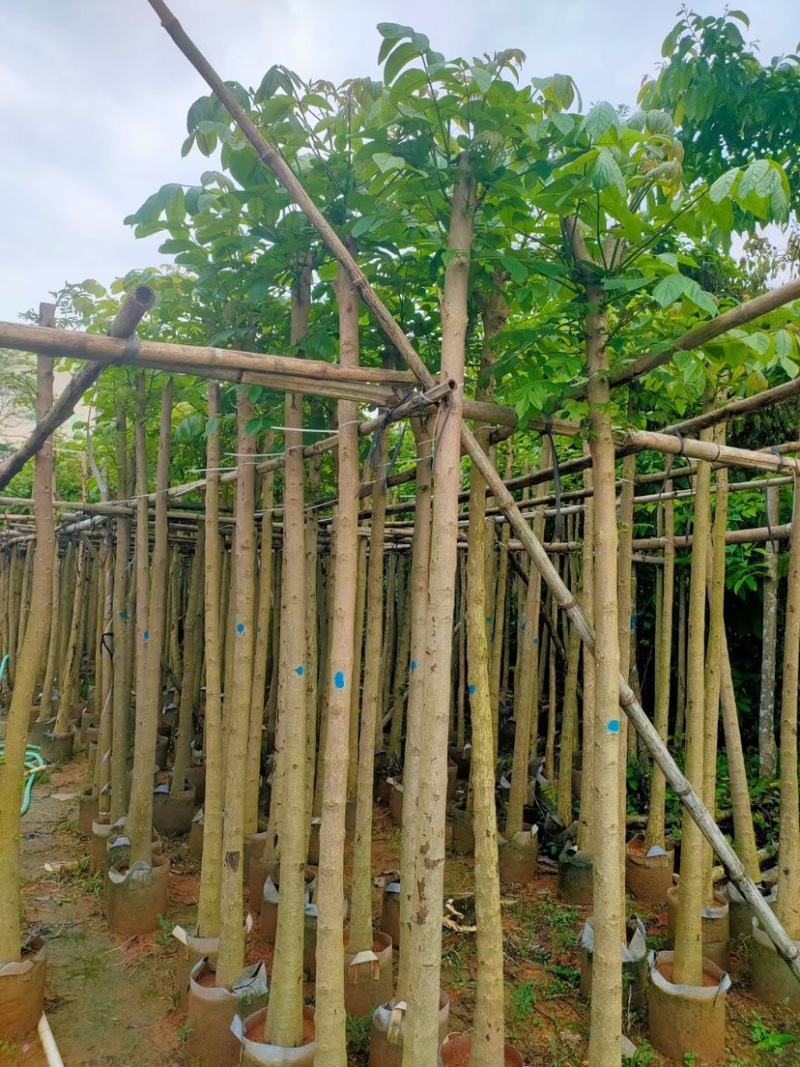 火焰木5～8公分基地直销规格规格齐全欢迎老板来电咨询