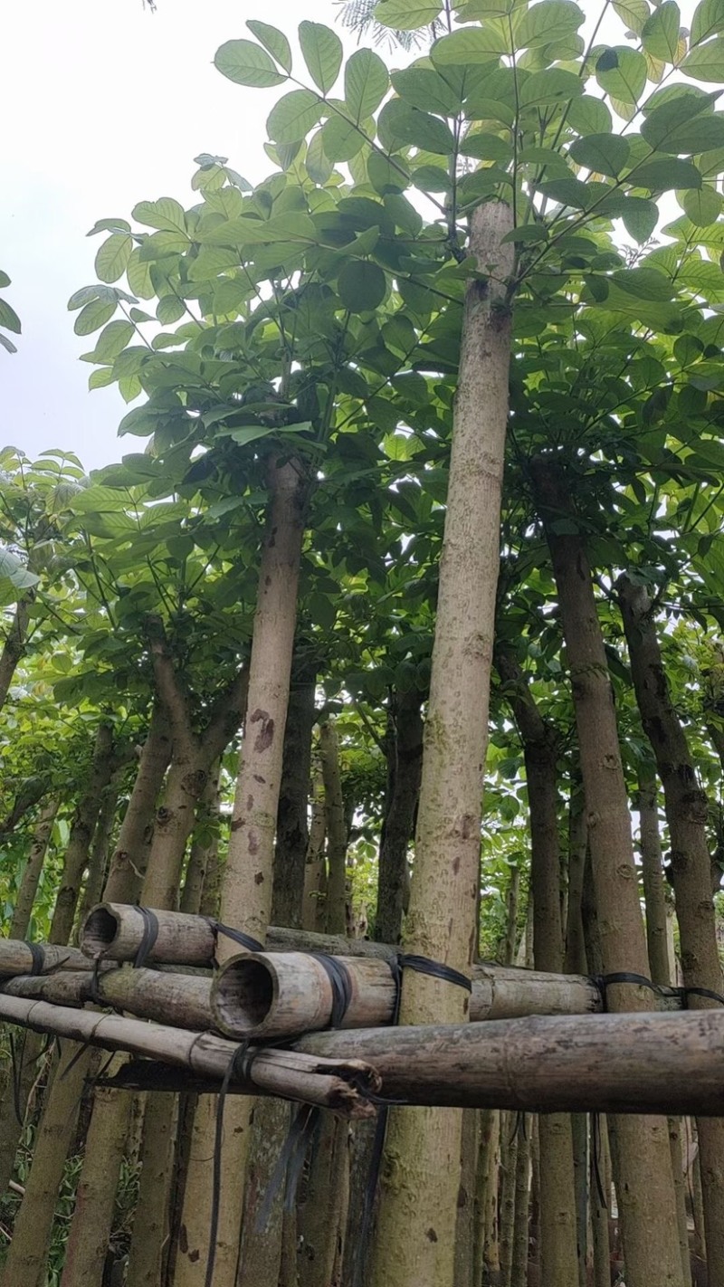 火焰木5～8公分基地直销规格规格齐全欢迎老板来电咨询