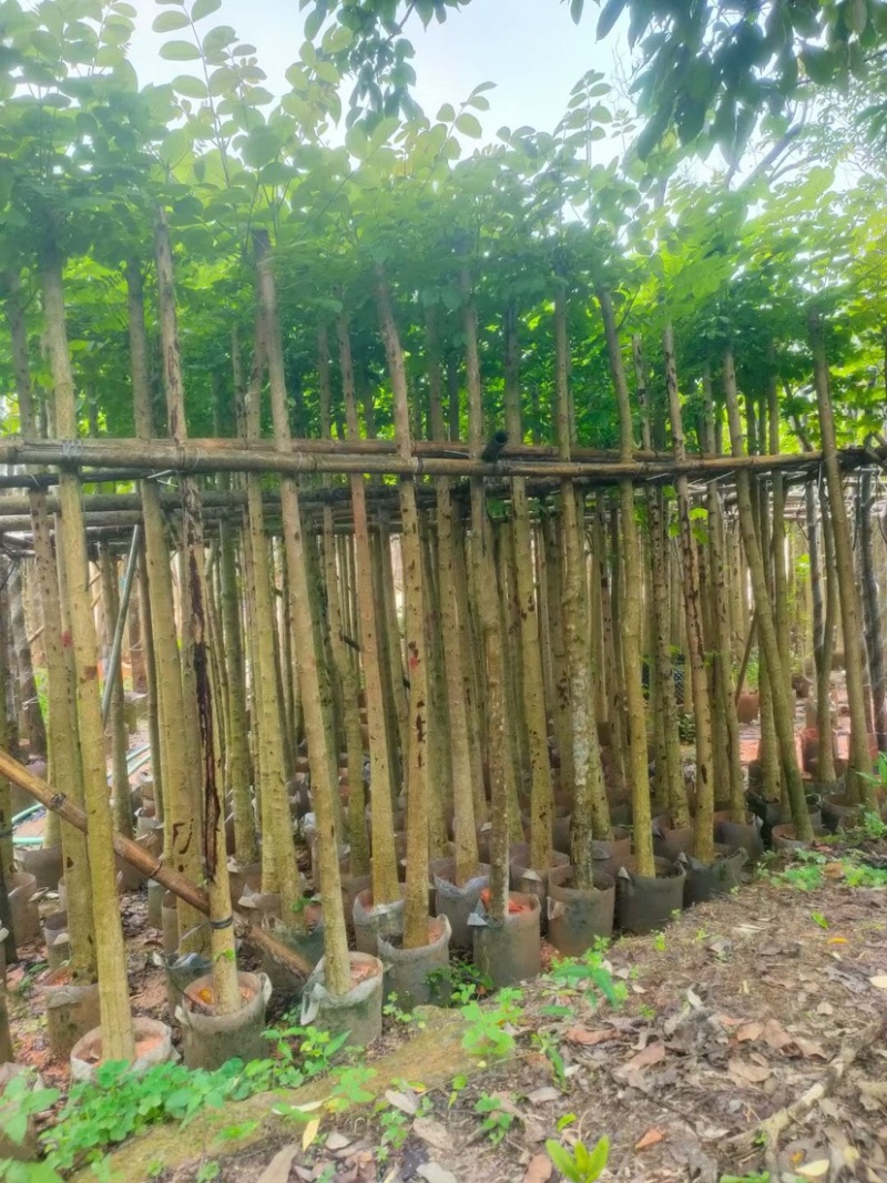 火焰木5～8公分基地直销规格规格齐全欢迎老板来电咨询