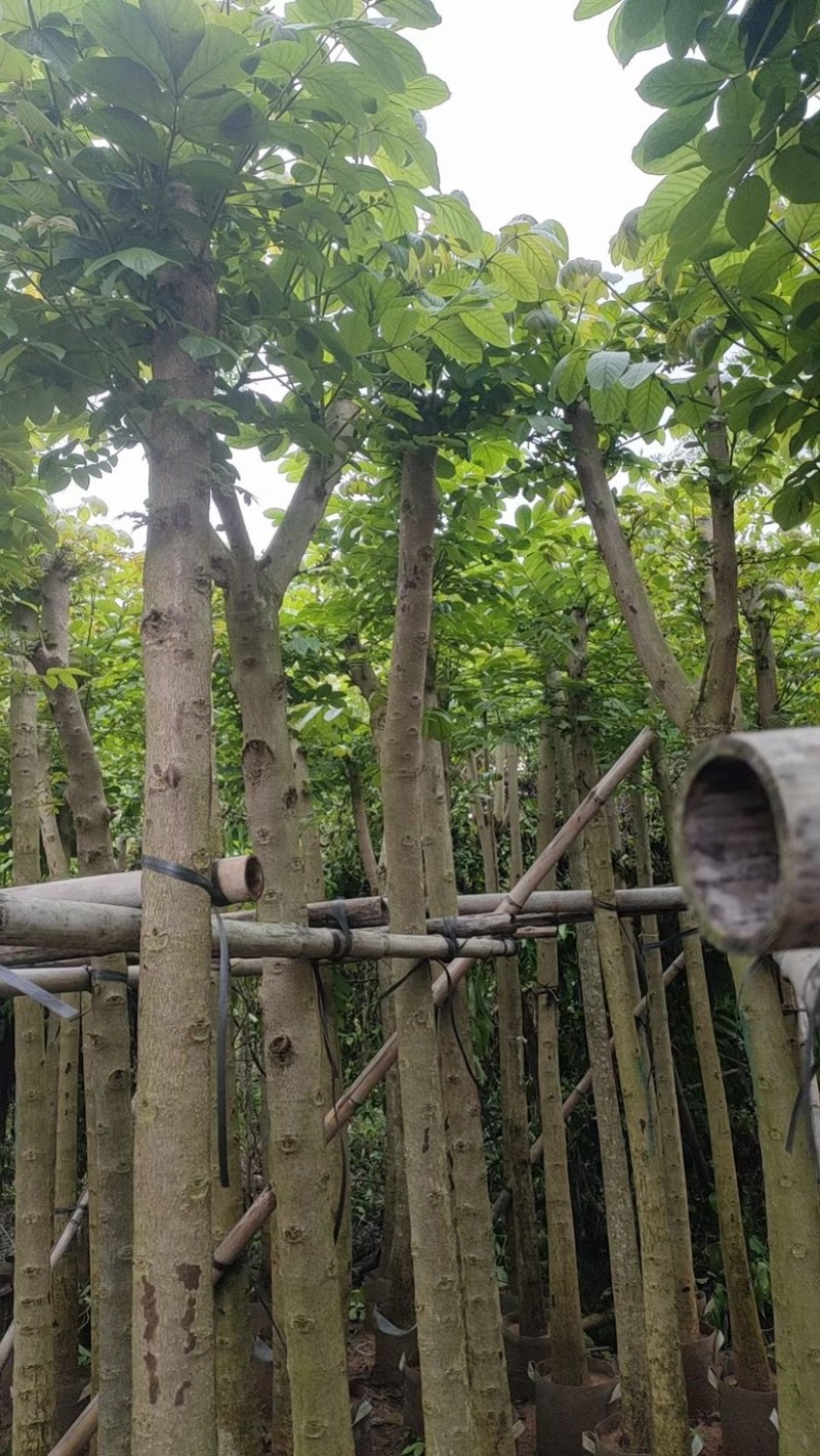 火焰木5～8公分基地直销规格规格齐全欢迎老板来电咨询