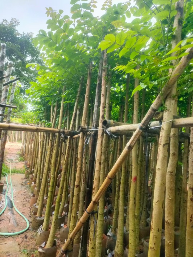 火焰木5～8公分基地直销规格规格齐全欢迎老板来电咨询