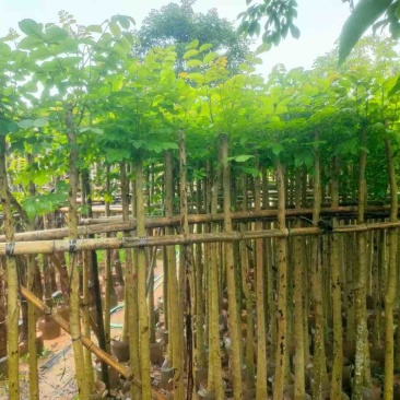 火焰木5～8公分基地直销规格规格齐全欢迎老板来电咨询