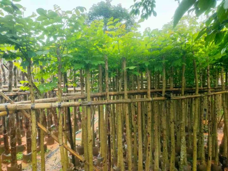 火焰木5～8公分基地直销规格规格齐全欢迎老板来电咨询