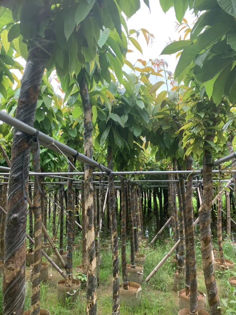 大叶紫薇5～15公分基地直销规格齐全欢迎来老板来电