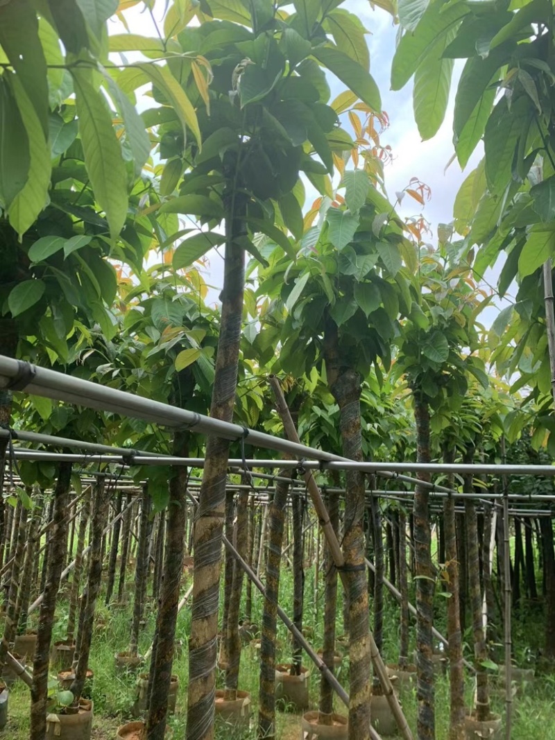 大叶紫薇5～15公分基地直销规格齐全欢迎来老板来电