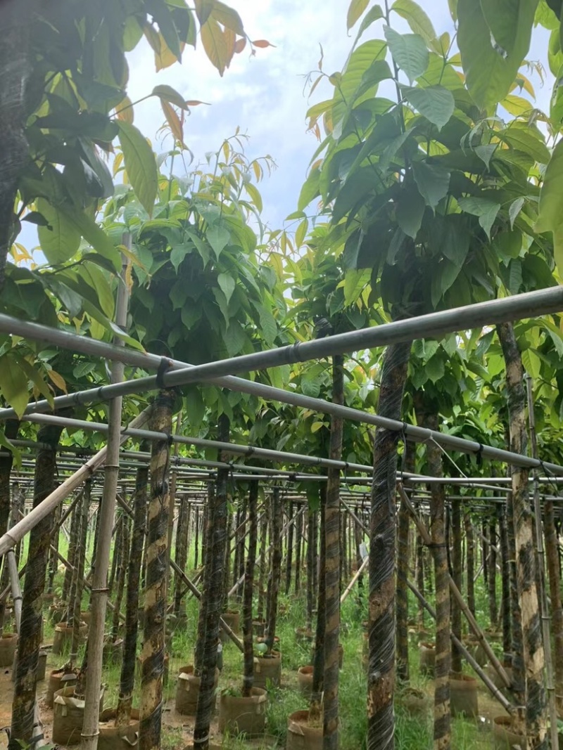 大叶紫薇5～15公分基地直销规格齐全欢迎来老板来电