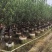 桃花树3～5公分基地直销规格齐全欢迎老板来电咨询合作