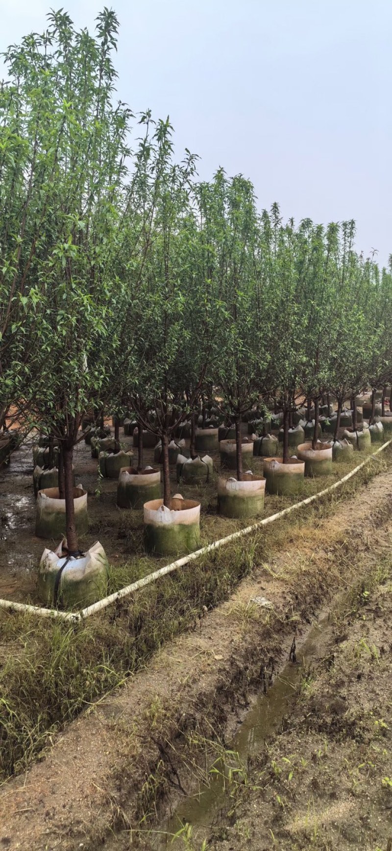 桃花树3～5公分基地直销规格齐全欢迎老板来电咨询合作