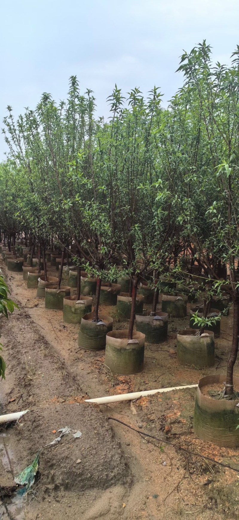 桃花树3～5公分基地直销规格齐全欢迎老板来电咨询合作