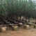 桃花树3～5公分基地直销规格齐全欢迎老板来电咨询合作