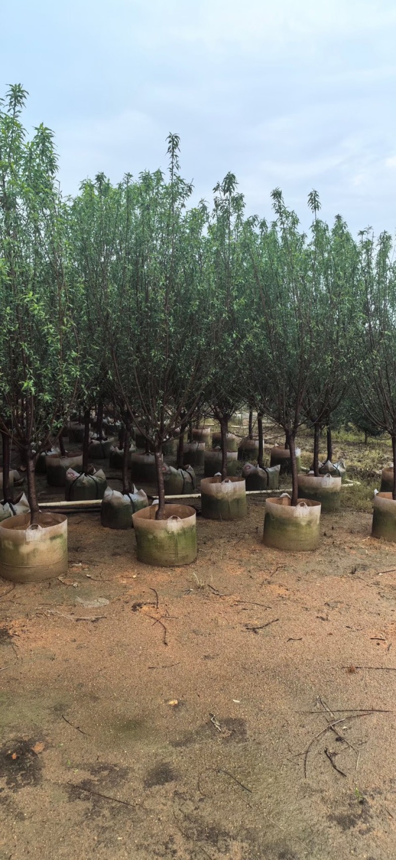 桃花树3～5公分基地直销规格齐全欢迎老板来电咨询合作