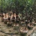 桃花树3～5公分基地直销规格齐全欢迎老板来电咨询合作