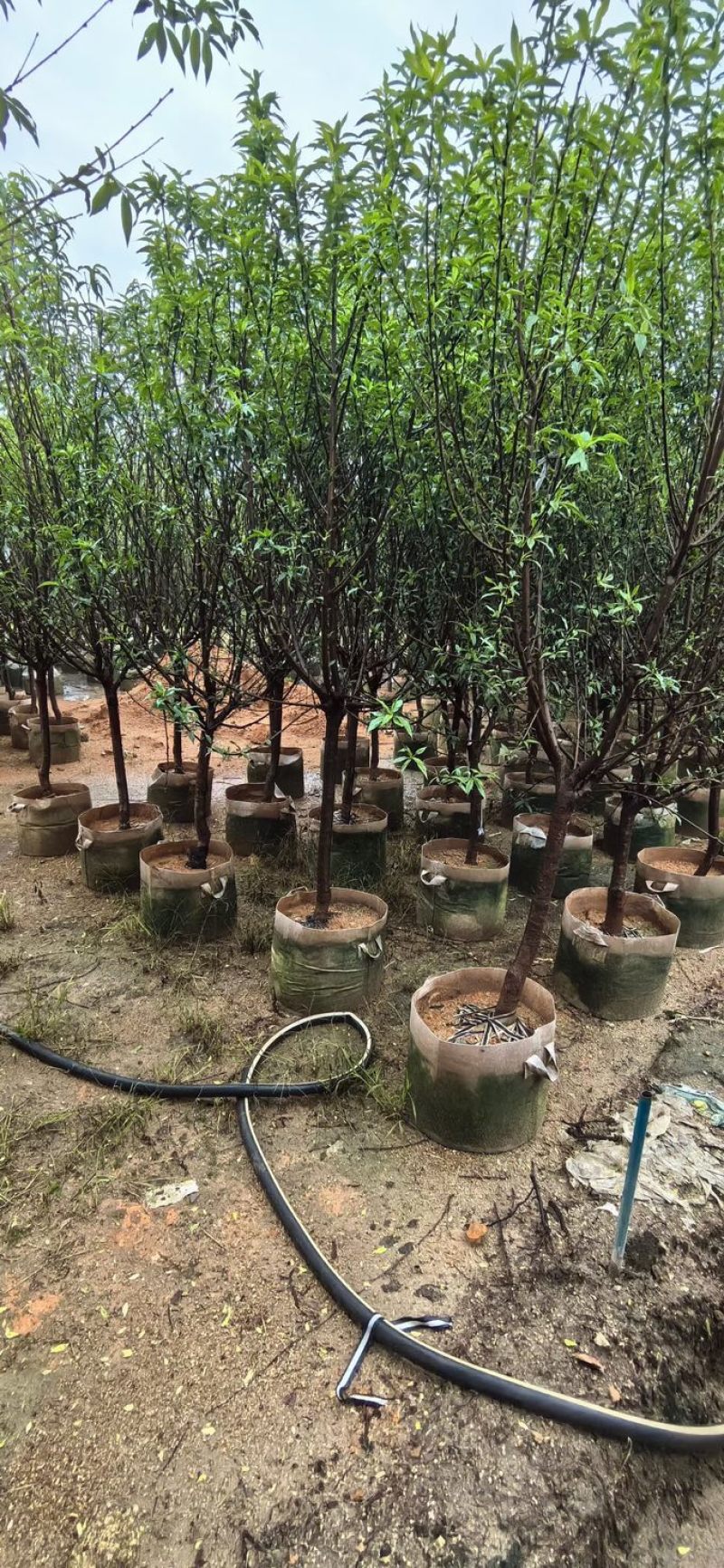 桃花树3～5公分基地直销规格齐全欢迎老板来电咨询合作