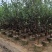 桃花树3～5公分基地直销规格齐全欢迎老板来电咨询合作