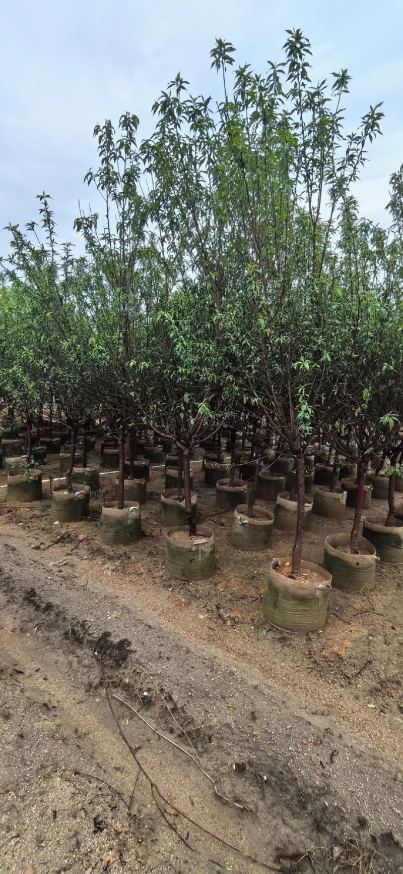 桃花树3～5公分基地直销规格齐全欢迎老板来电咨询合作