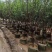 桃花树3～5公分基地直销规格齐全欢迎老板来电咨询合作