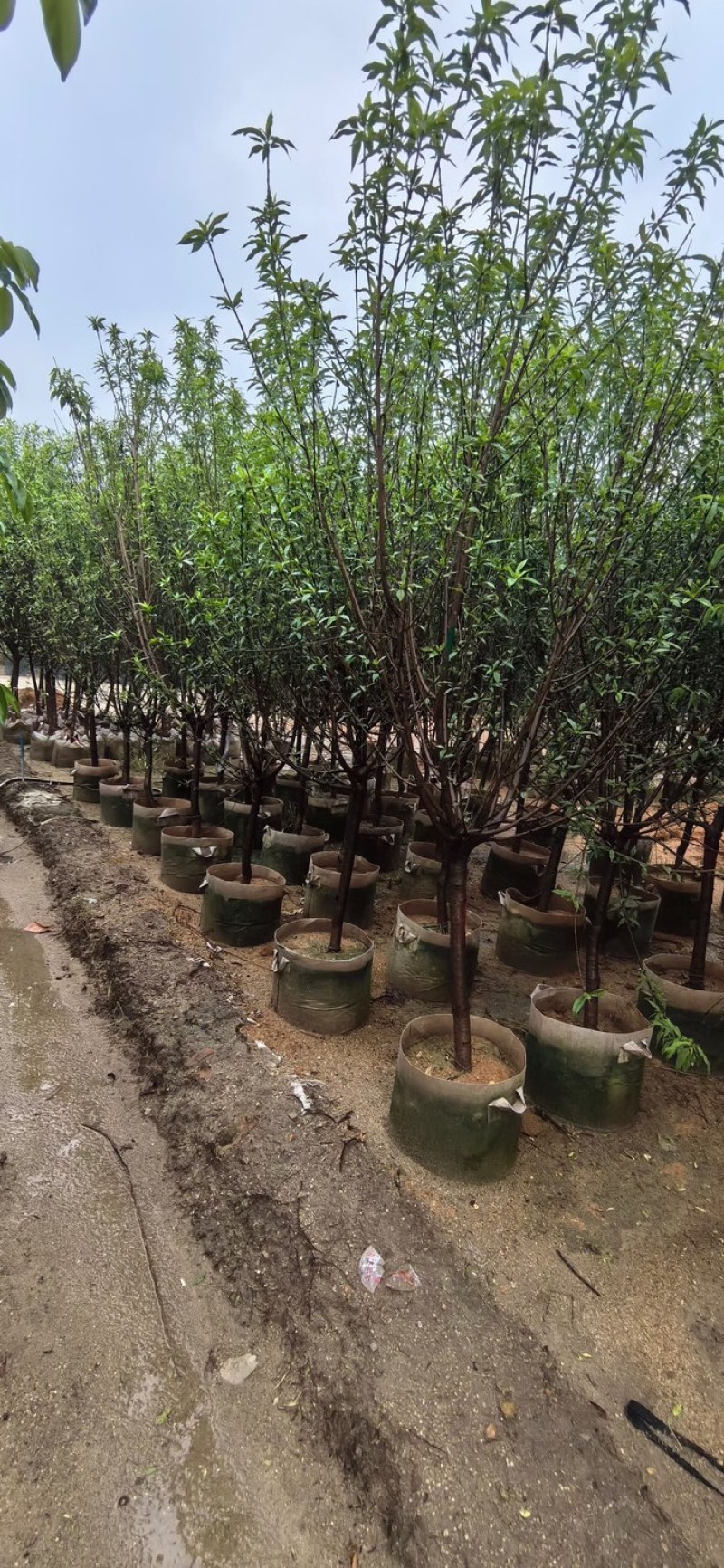 桃花树3～5公分基地直销规格齐全欢迎老板来电咨询合作