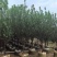 桃花树3～5公分基地直销规格齐全欢迎老板来电咨询合作