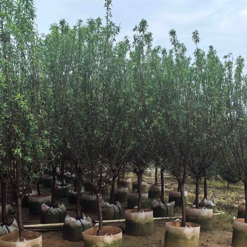 桃花树3～5公分基地直销规格齐全欢迎老板来电咨询合作