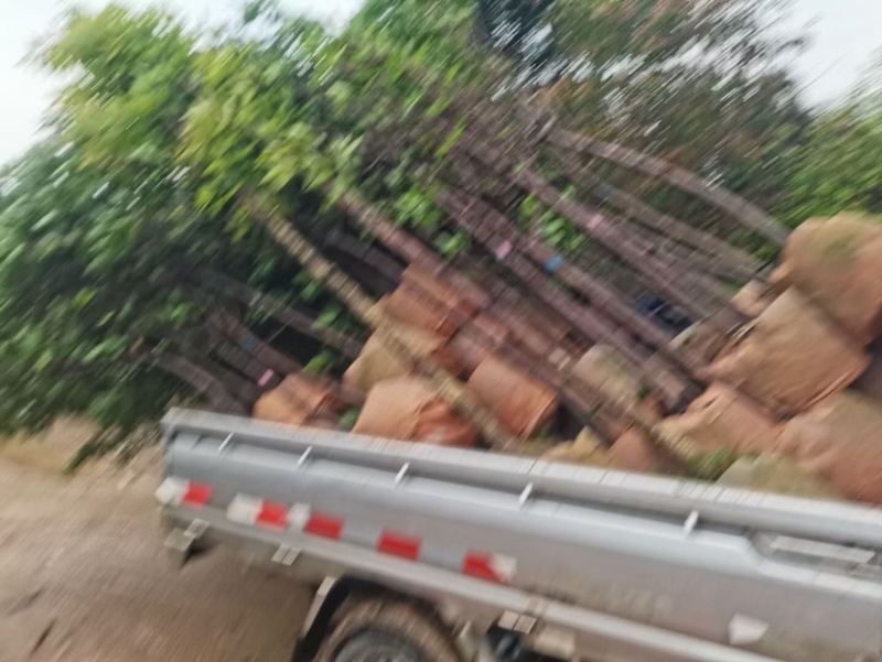 金丝楠木5～10公分基地直销规格齐全欢迎老板来电咨询