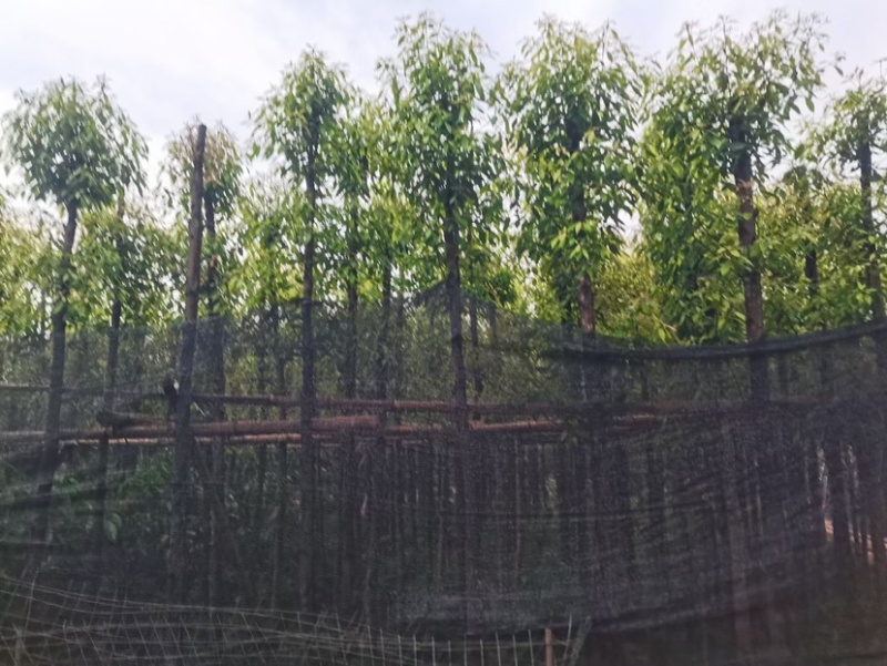 金丝楠木5～10公分基地直销规格齐全欢迎老板来电咨询