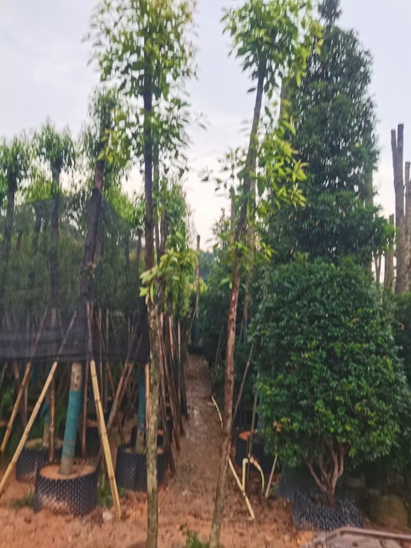 金丝楠木5～10公分基地直销规格齐全欢迎老板来电咨询