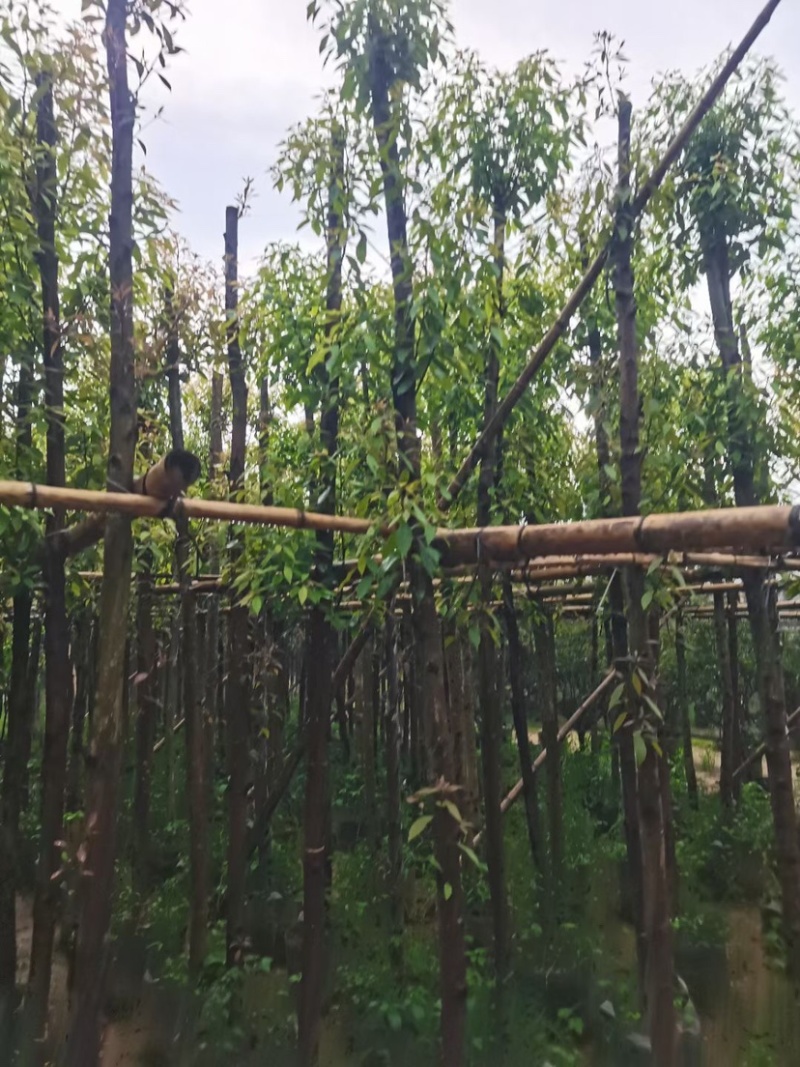 金丝楠木5～10公分基地直销规格齐全欢迎老板来电咨询