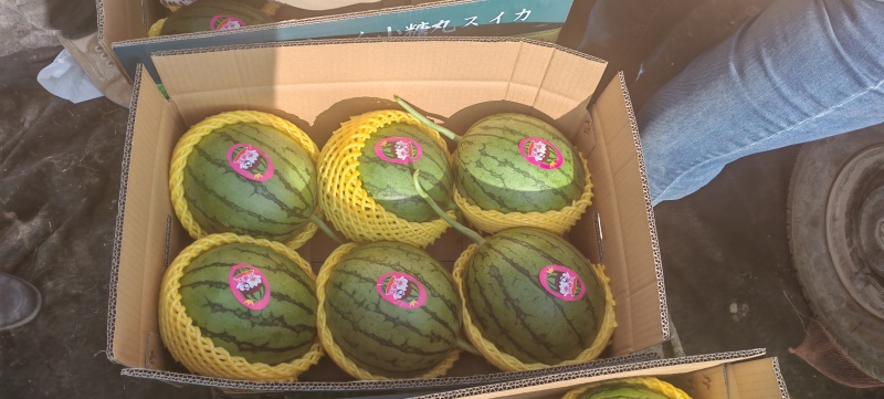 吊篮西瓜