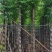 黄山栾树5～15公分基地直销规格齐全欢迎老板来电咨询