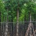 黄山栾树5～15公分基地直销规格齐全欢迎老板来电咨询