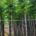 黄山栾树5～15公分基地直销规格齐全欢迎老板来电咨询