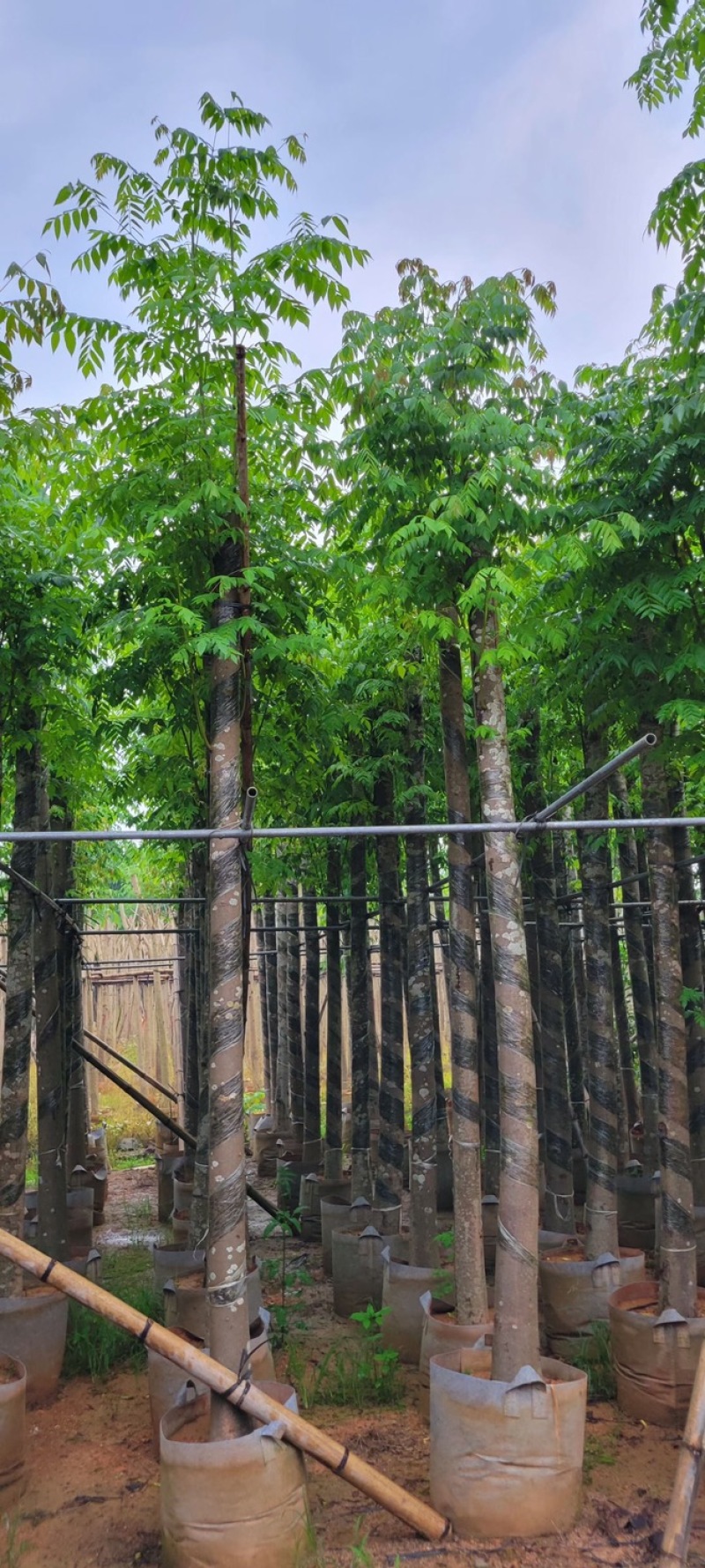 黄山栾树5～15公分基地直销规格齐全欢迎老板来电咨询