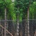 黄山栾树5～15公分基地直销规格齐全欢迎老板来电咨询