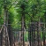 黄山栾树5～15公分基地直销规格齐全欢迎老板来电咨询