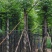 黄山栾树5～15公分基地直销规格齐全欢迎老板来电咨询