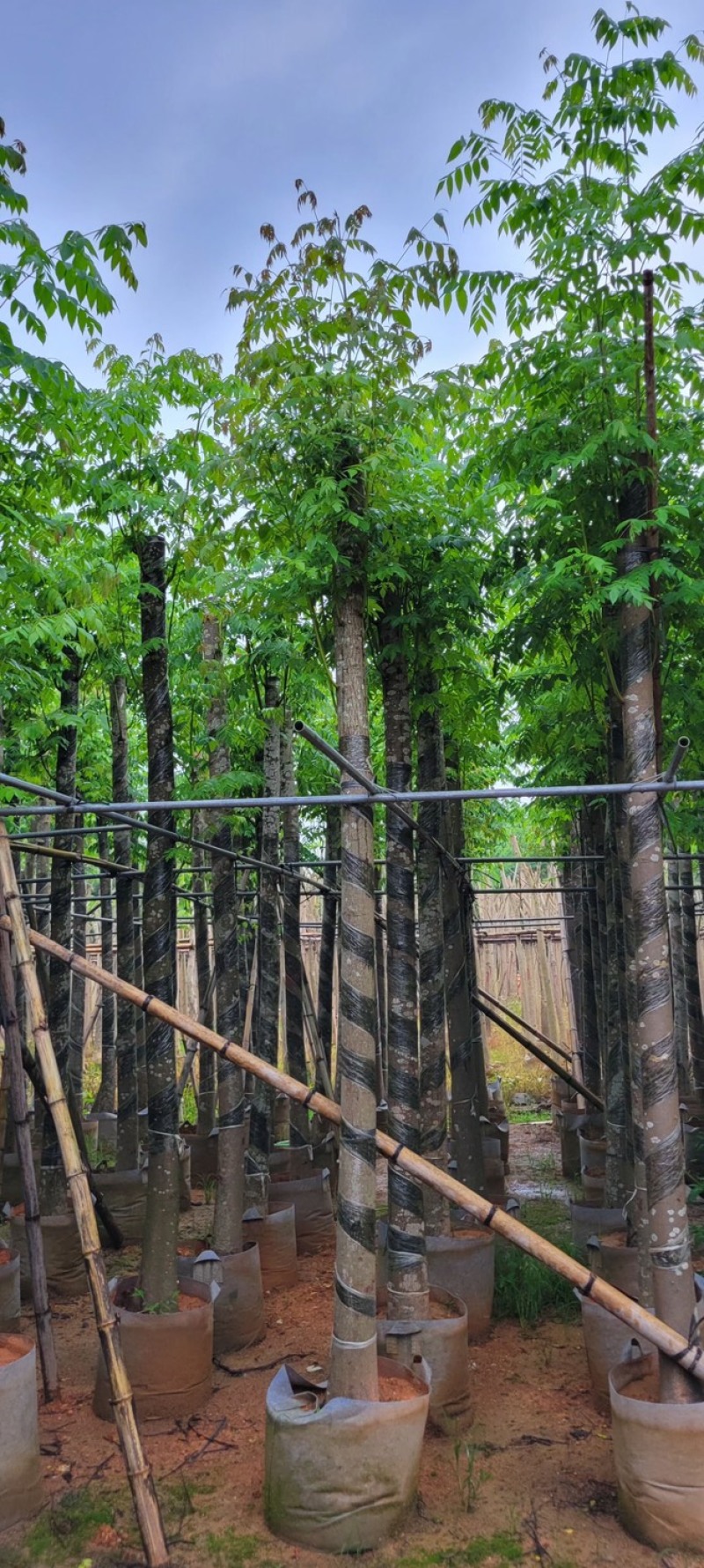黄山栾树5～15公分基地直销规格齐全欢迎老板来电咨询