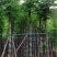 黄山栾树5～15公分基地直销规格齐全欢迎老板来电咨询