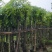 芒果树5～15公分基地直销规格齐全欢迎老板来电咨询