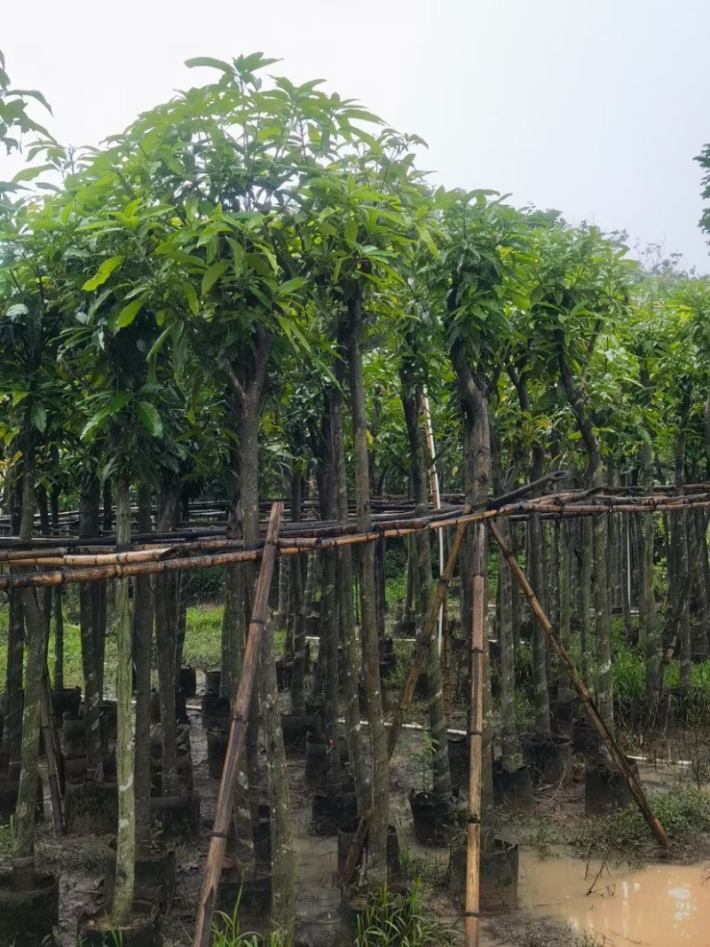 芒果树5～15公分基地直销规格齐全欢迎老板来电咨询