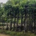 芒果树5～15公分基地直销规格齐全欢迎老板来电咨询