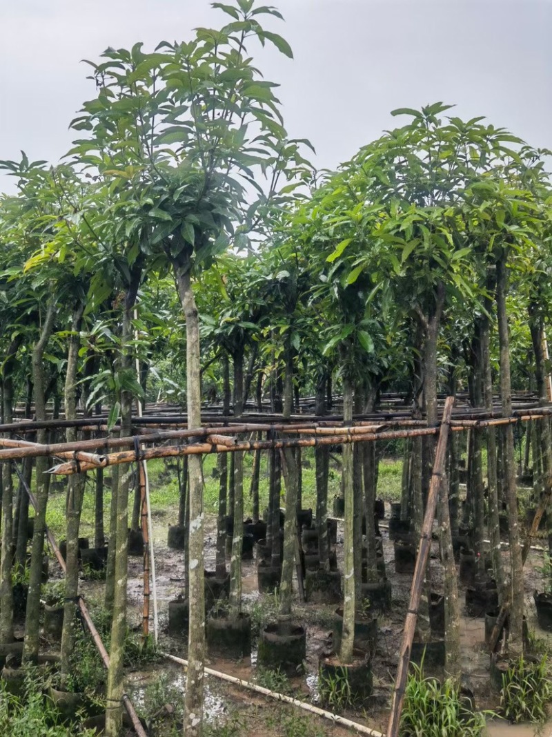芒果树5～15公分基地直销规格齐全欢迎老板来电咨询