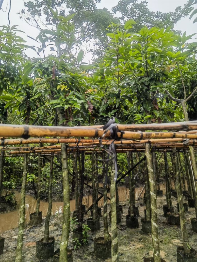 芒果树5～15公分基地直销规格齐全欢迎老板来电咨询